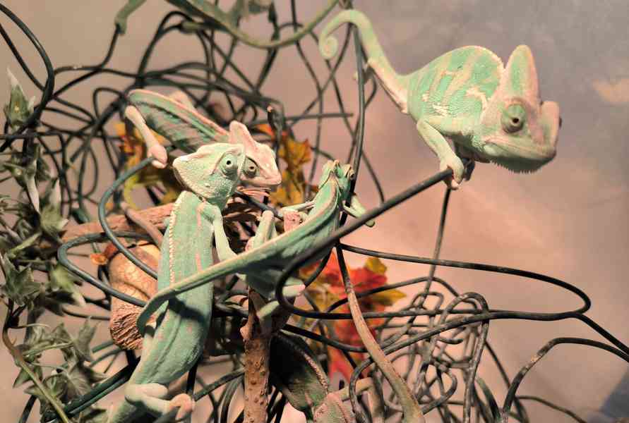 Chameleon jemenský - Chameleo calyptratus- samečci - foto 2