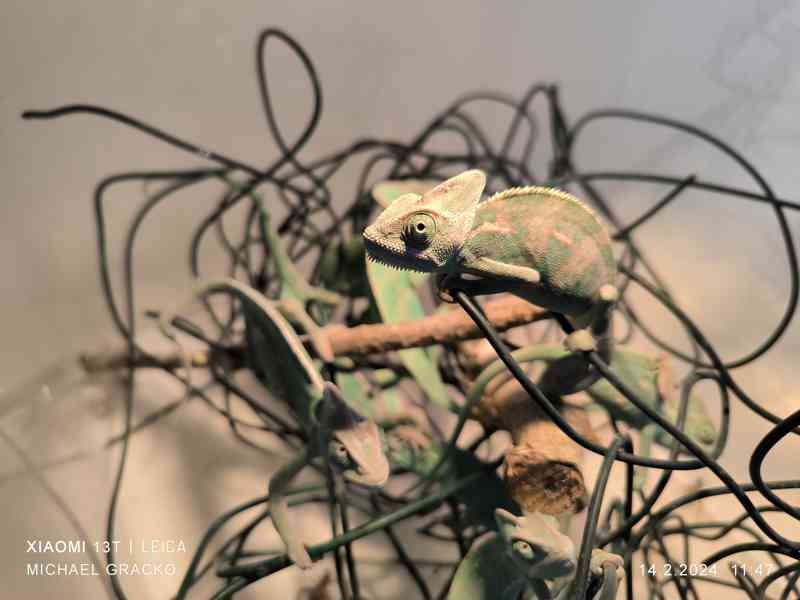 Chameleon jemenský - Chameleo calyptratus- samečci - foto 4