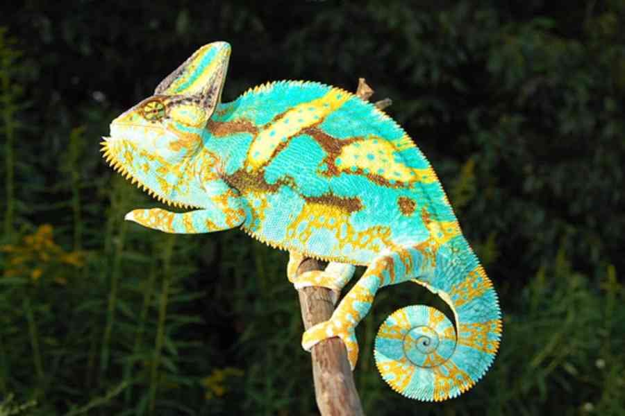 Chameleon jemenský - Chameleo calyptratus- samečci - foto 4