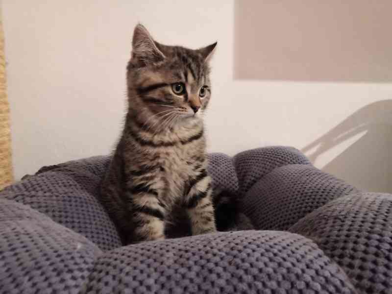 Poslední skotské klapouché koťátko  - foto 2