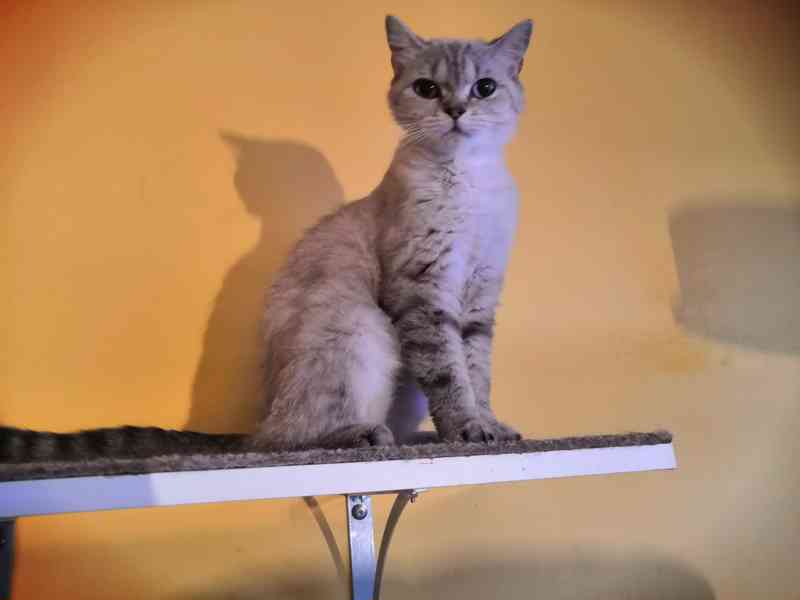 Poslední skotské klapouché koťátko  - foto 4