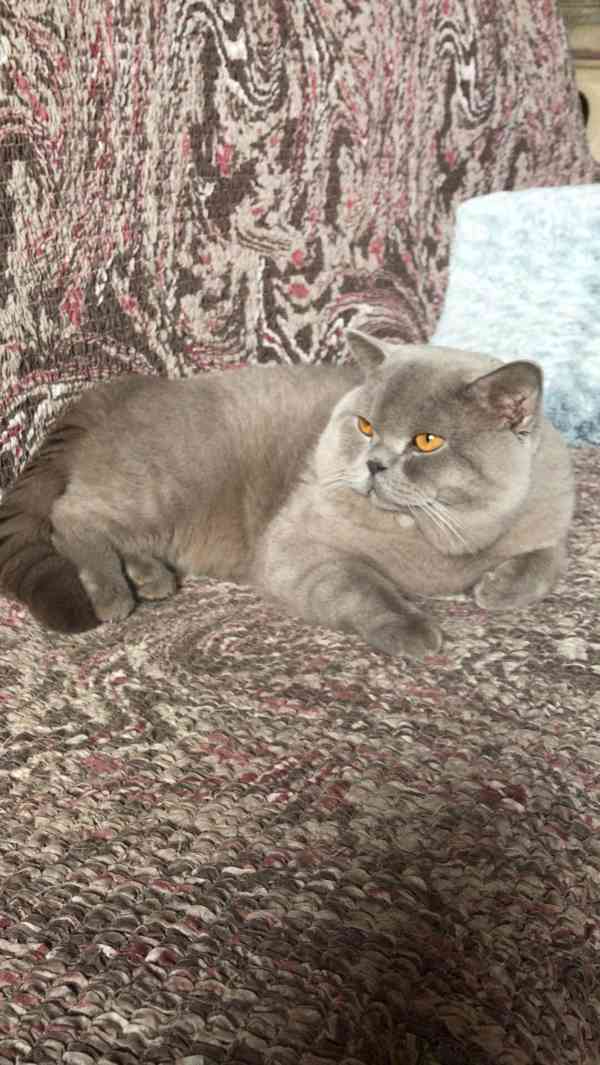 Poslední skotské klapouché koťátko  - foto 5