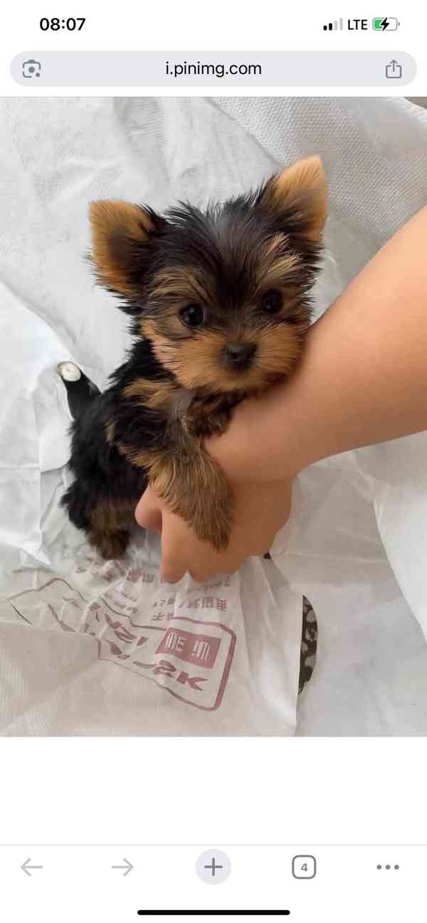 Štěňata Yorkshire teriéra na prodej
