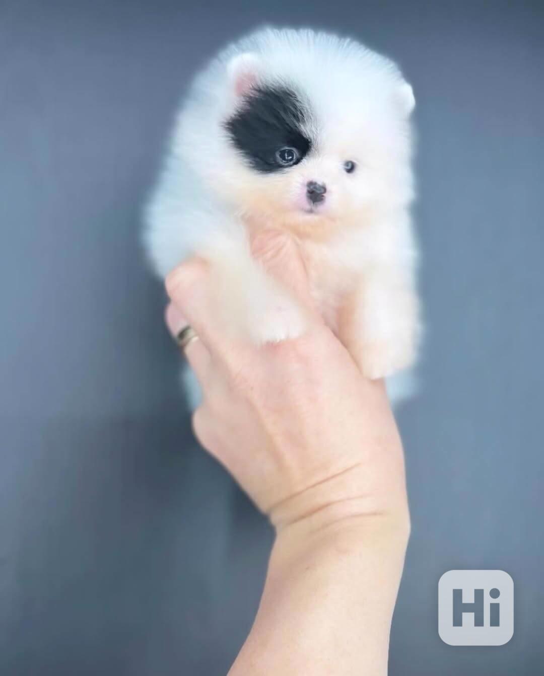 Štěňata pomeranského ovčáka k adopci - foto 1