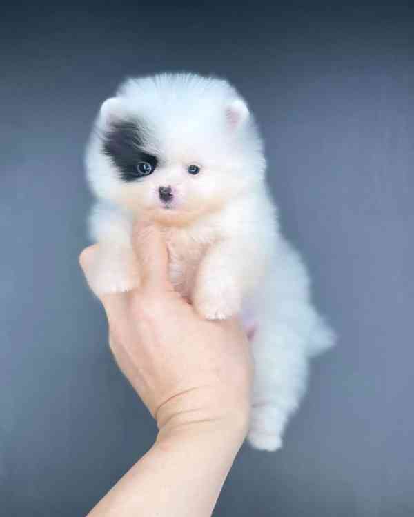 Štěňata pomeranského ovčáka k adopci - foto 2