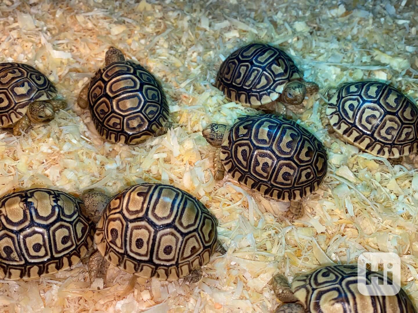 želva pardálí Geochelone pardalis - foto 1