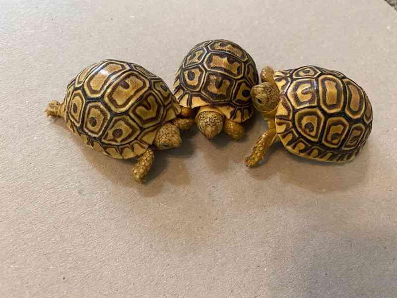 želva pardálí Geochelone pardalis - foto 2