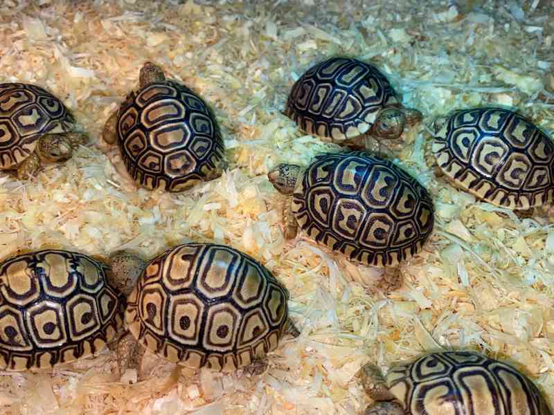 želva pardálí Geochelone pardalis - foto 1