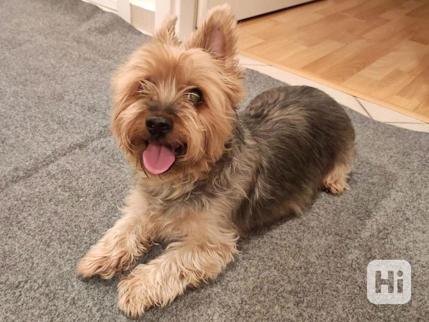 Balou z útulku Voříškov - foto 1