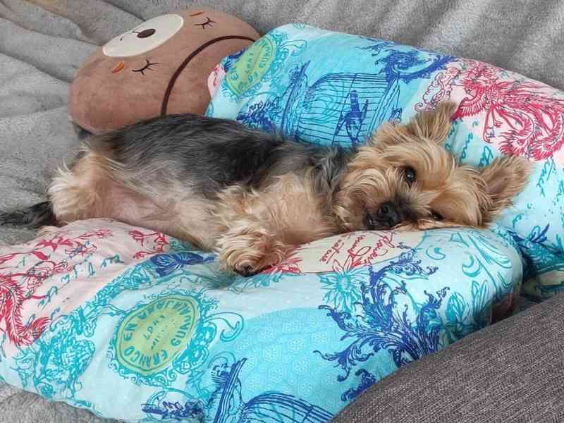 Balou z útulku Voříškov - foto 3