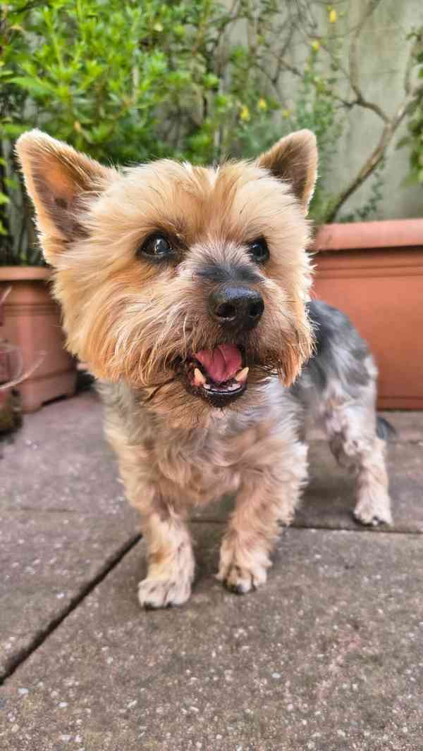 Balou z útulku Voříškov - foto 6