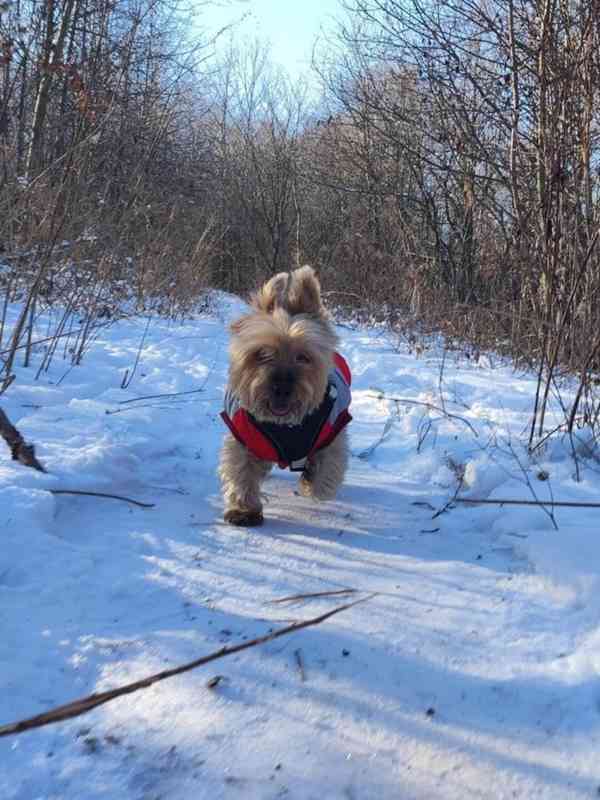 Balou z útulku Voříškov - foto 2
