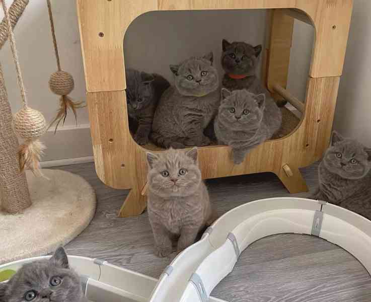 ..Britská koťata - foto 1