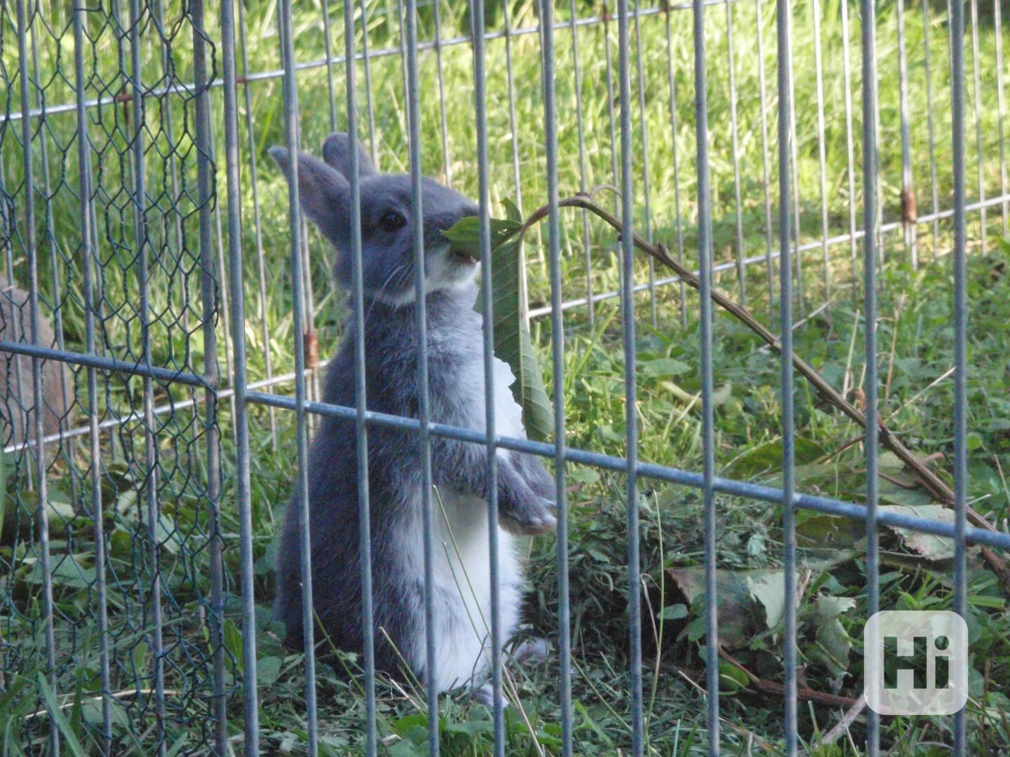 Zakrslá bílopesíkatá modrá samice - foto 1