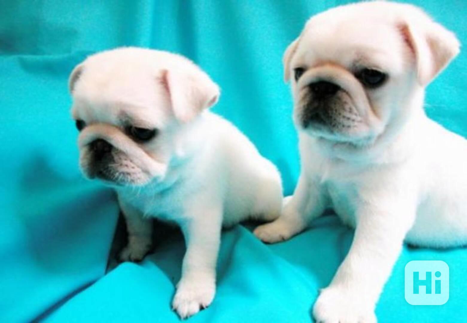 štěňata mopsů k adopci - foto 1