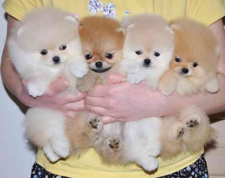 Mini pomeranian bez PP - foto 1