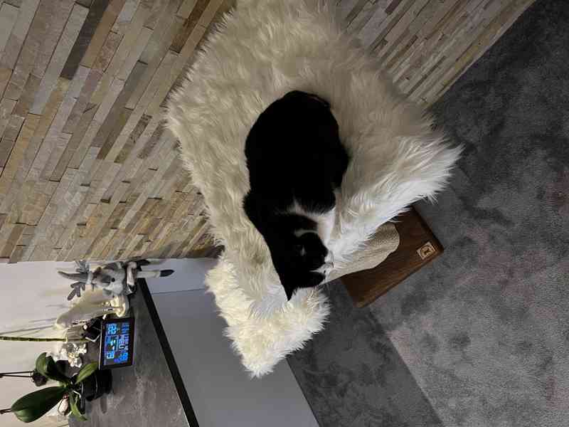 Škrabadla pro kočky  - foto 4