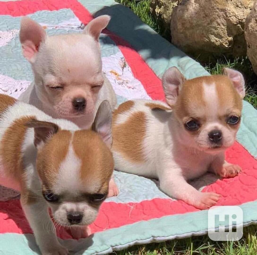 Čivava s PP FCI - foto 1