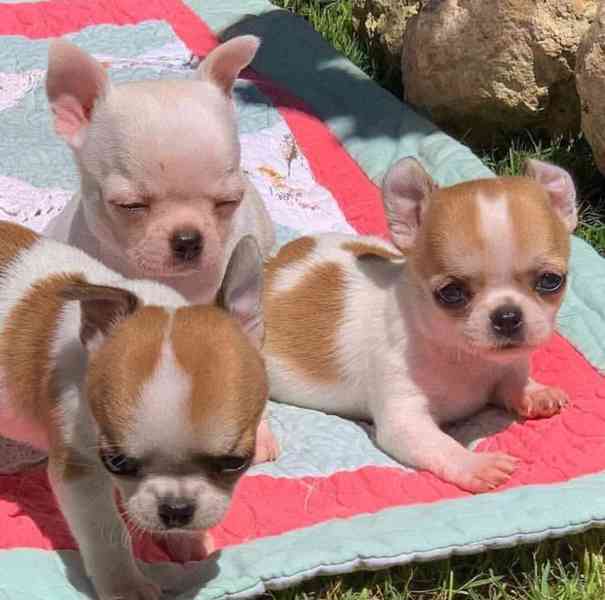 Čivava s PP FCI - foto 1