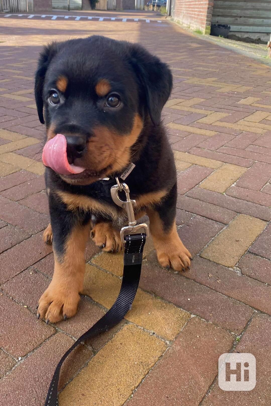 Dárek štěňata rotvajlera k adopci zdarma   - foto 1