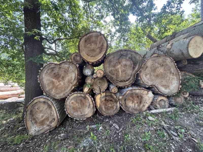 Prodej vytěženého netříděného dříví (227 m3) - foto 13