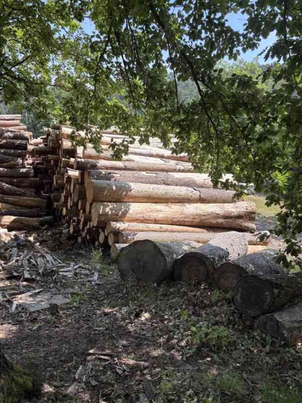 Prodej vytěženého netříděného dříví (227 m3) - foto 12