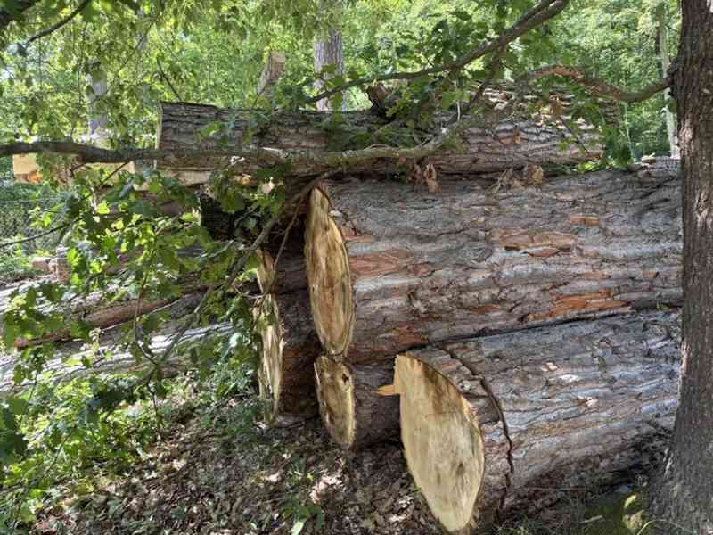 Prodej vytěženého netříděného dříví (227 m3) - foto 15