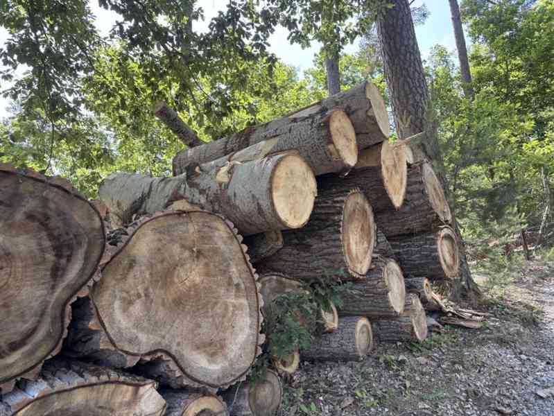 Prodej vytěženého netříděného dříví (227 m3) - foto 14