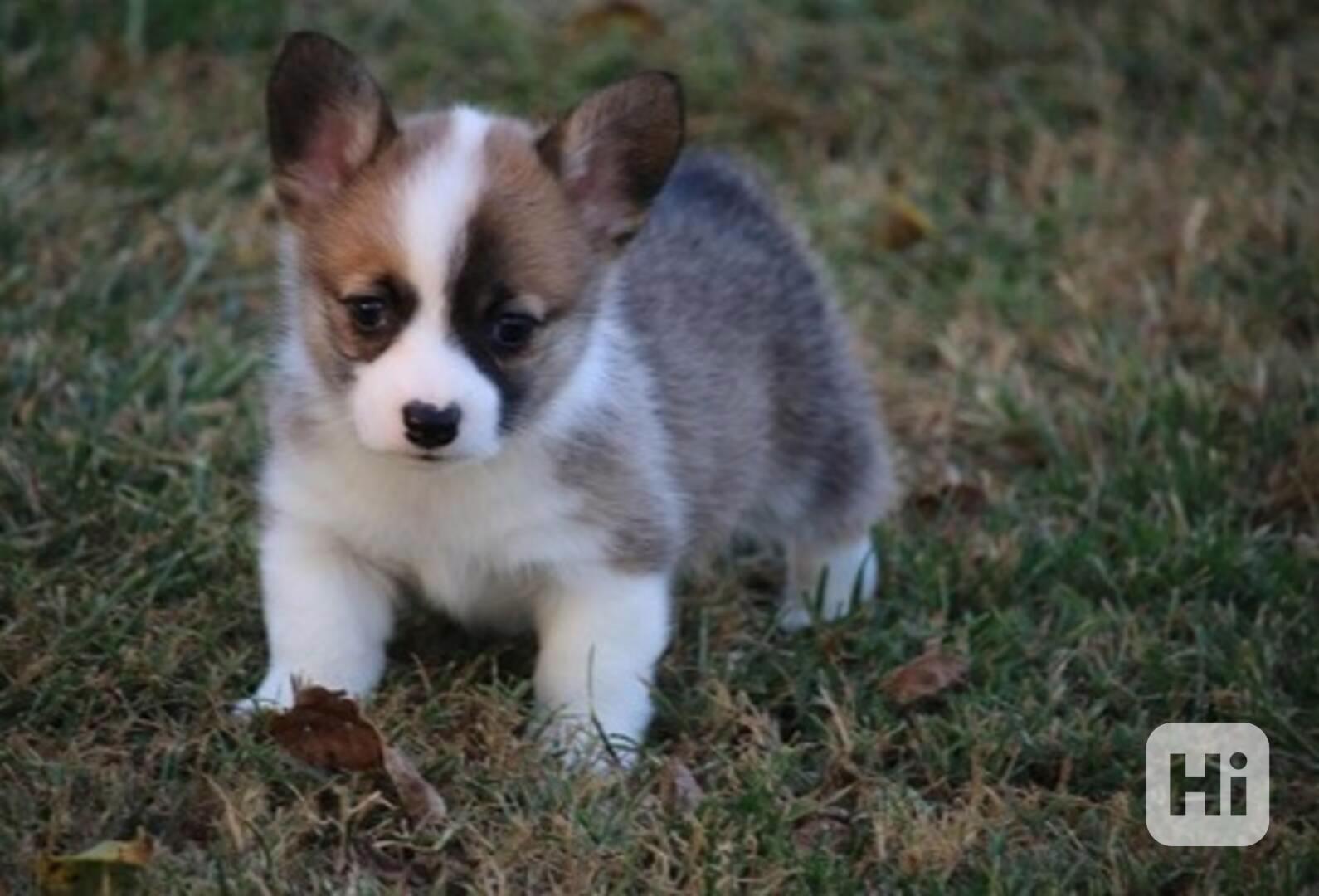 Úžasná štěňata pembroke k adopci. - foto 1