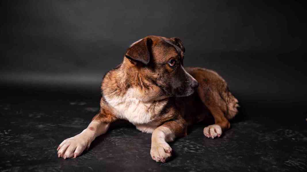 Eminem - hodný mazlivý chlapeček, kříženec, 1 rok  - foto 4