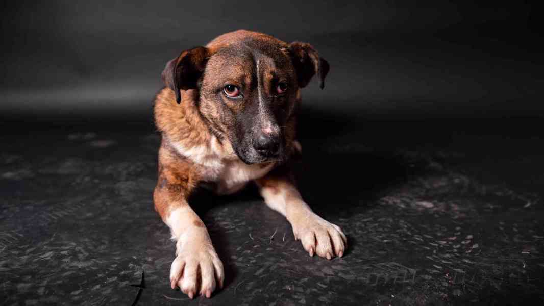 Eminem - hodný mazlivý chlapeček, kříženec, 1 rok  - foto 7