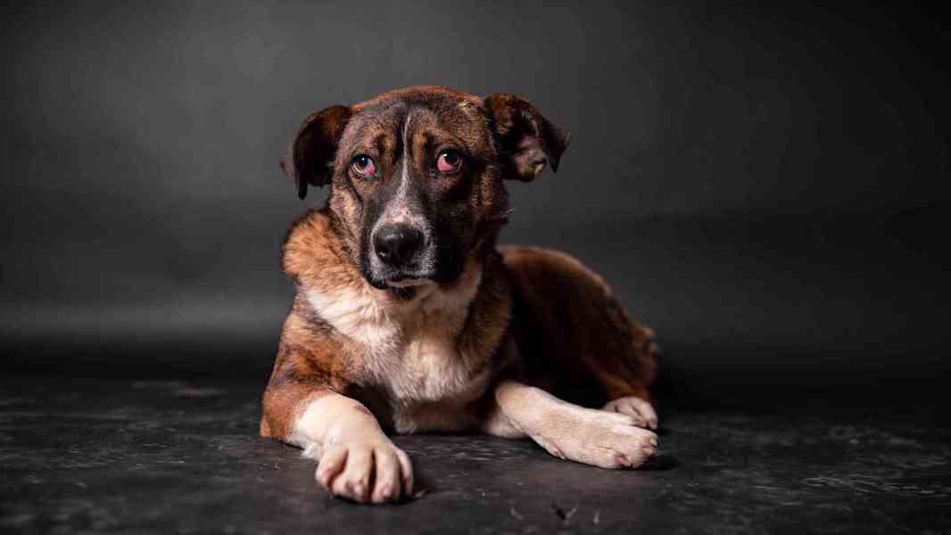 Eminem - hodný mazlivý chlapeček, kříženec, 1 rok  - foto 1