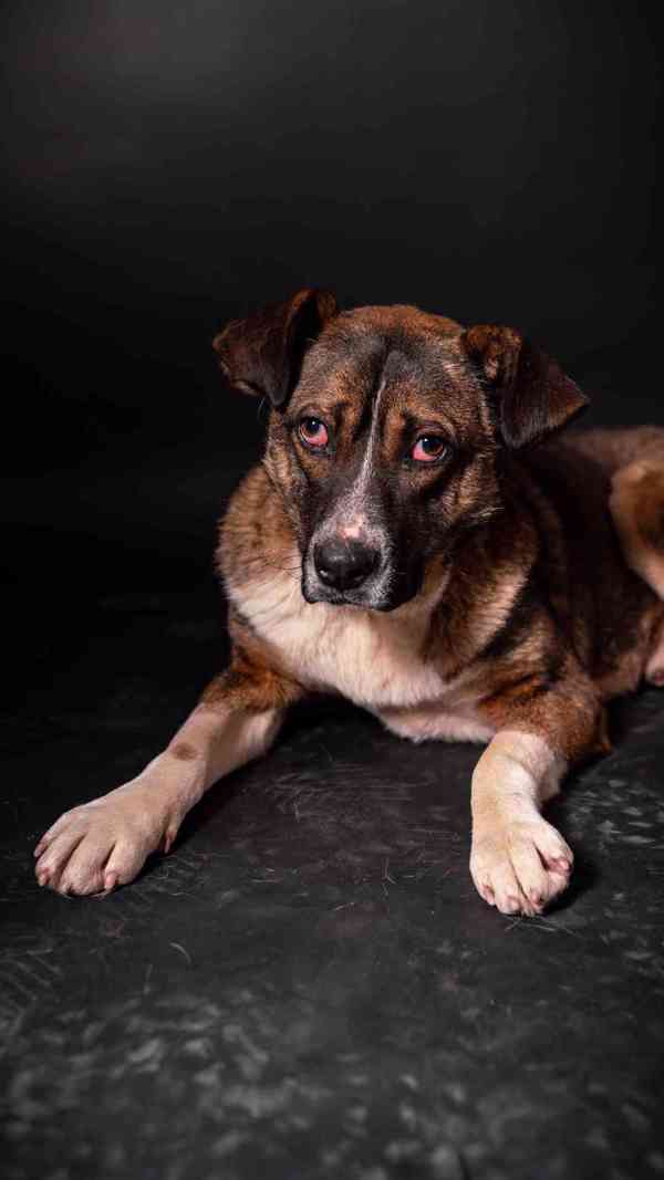 Eminem - hodný mazlivý chlapeček, kříženec, 1 rok  - foto 5