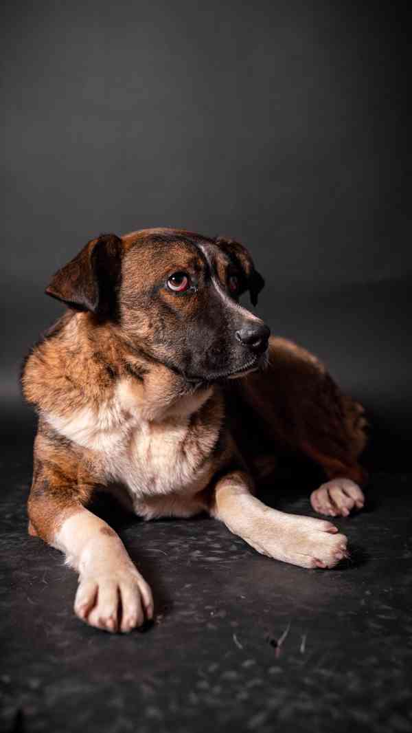 Eminem - hodný mazlivý chlapeček, kříženec, 1 rok  - foto 3