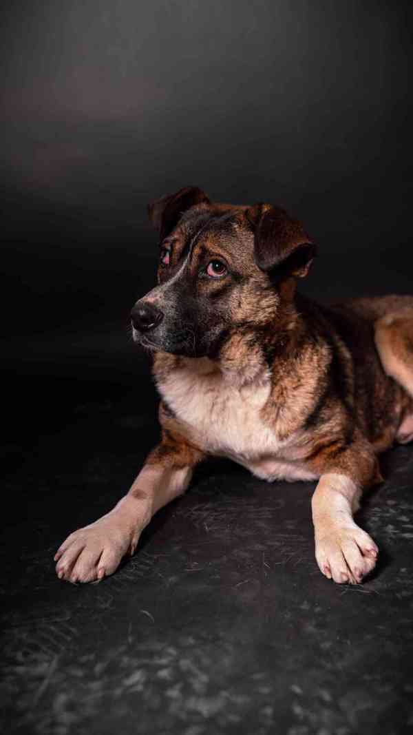 Eminem - hodný mazlivý chlapeček, kříženec, 1 rok  - foto 6