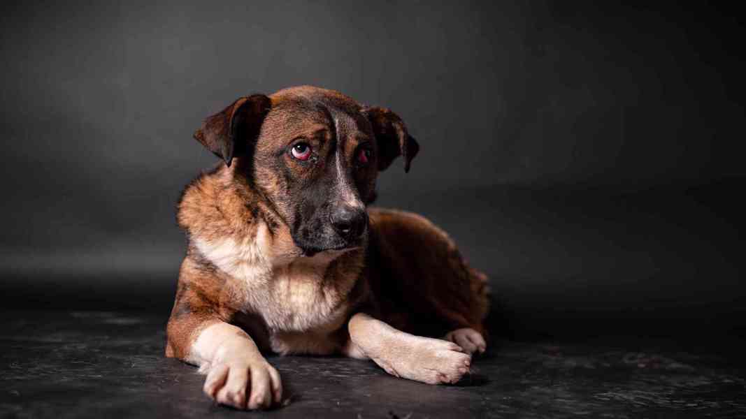 Eminem - hodný mazlivý chlapeček, kříženec, 1 rok  - foto 2