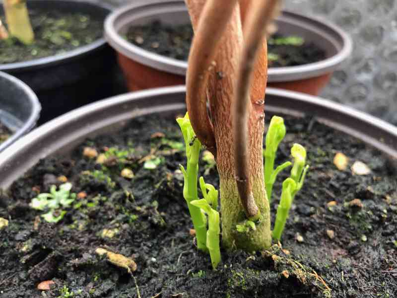 velkokvěté venkovní ibišky americké bahenní AKCE - foto 12