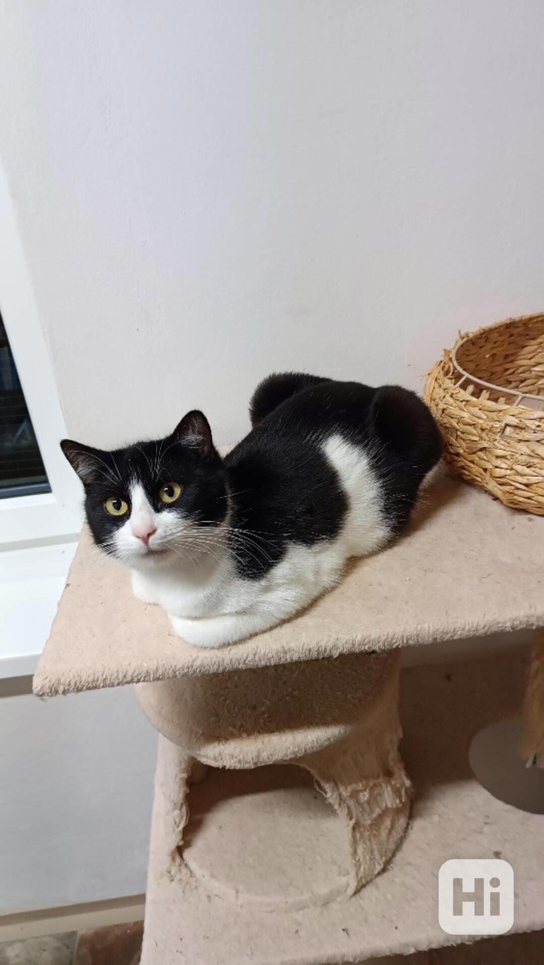 Mazlivá, hodná Pinďulka je černobílá kočička 4-5 letá  - foto 1