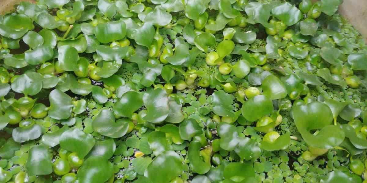 vodní plovoucí rostliny- hyacint,pistia,limnobium spongium - foto 2
