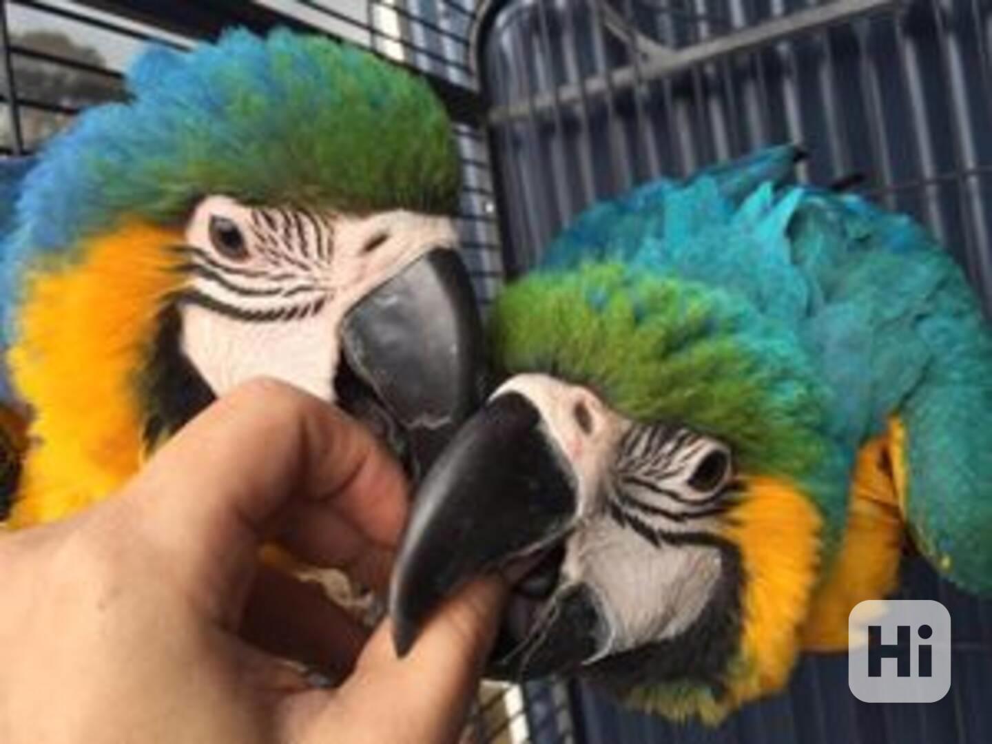 Pár modrozlatých arů - foto 1