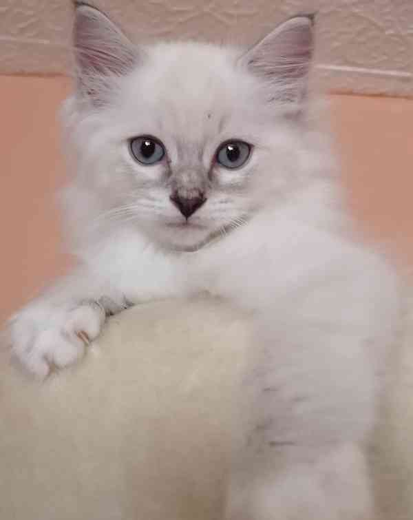 Ragdoll - foto 1