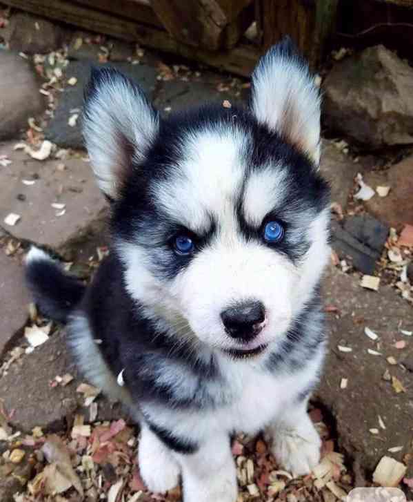 štěňátka sibiřského huskyho k adopci - foto 1