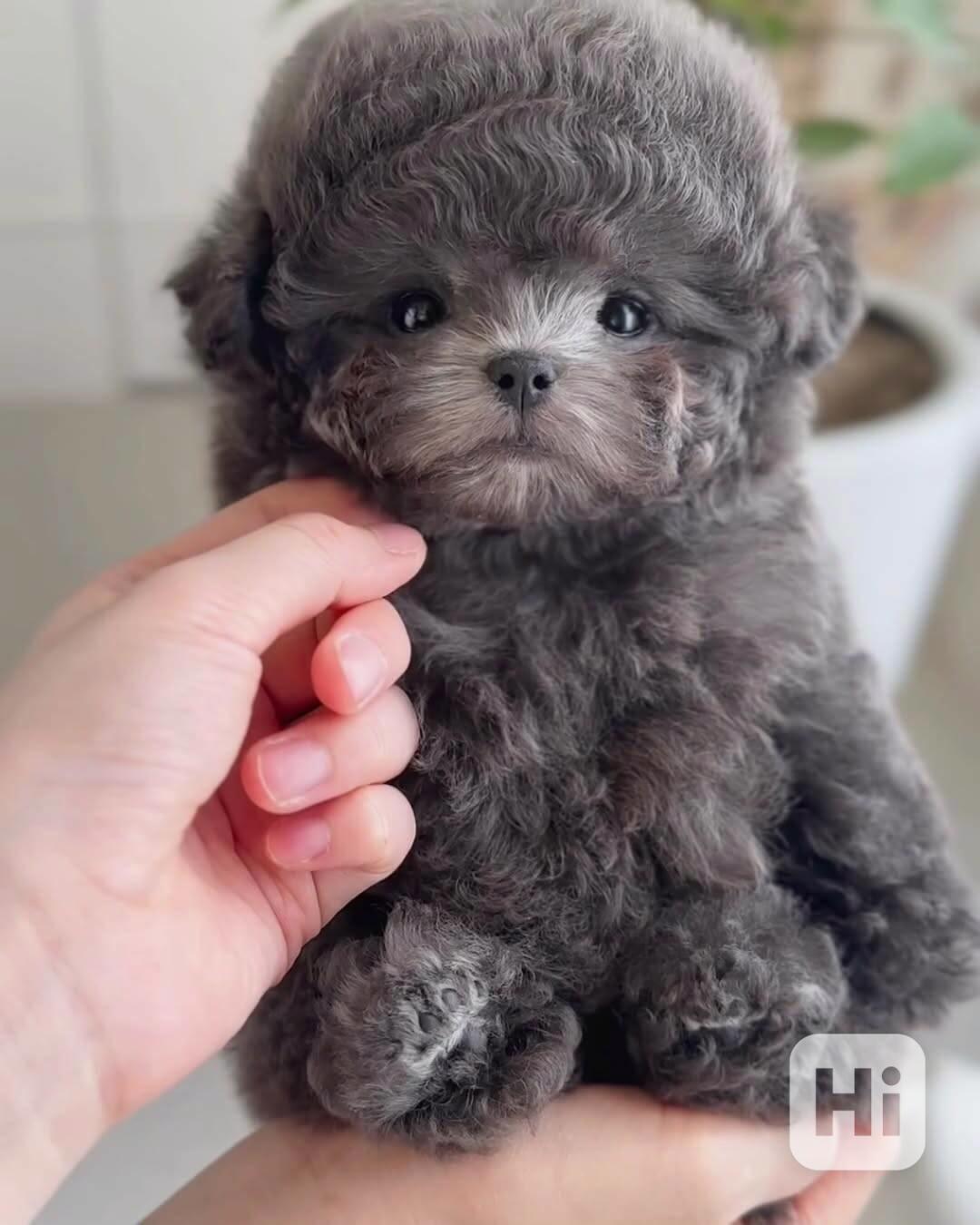 Mini bišonek, na kterého nezapomenete — Podo 🍇 S osobností  - foto 1