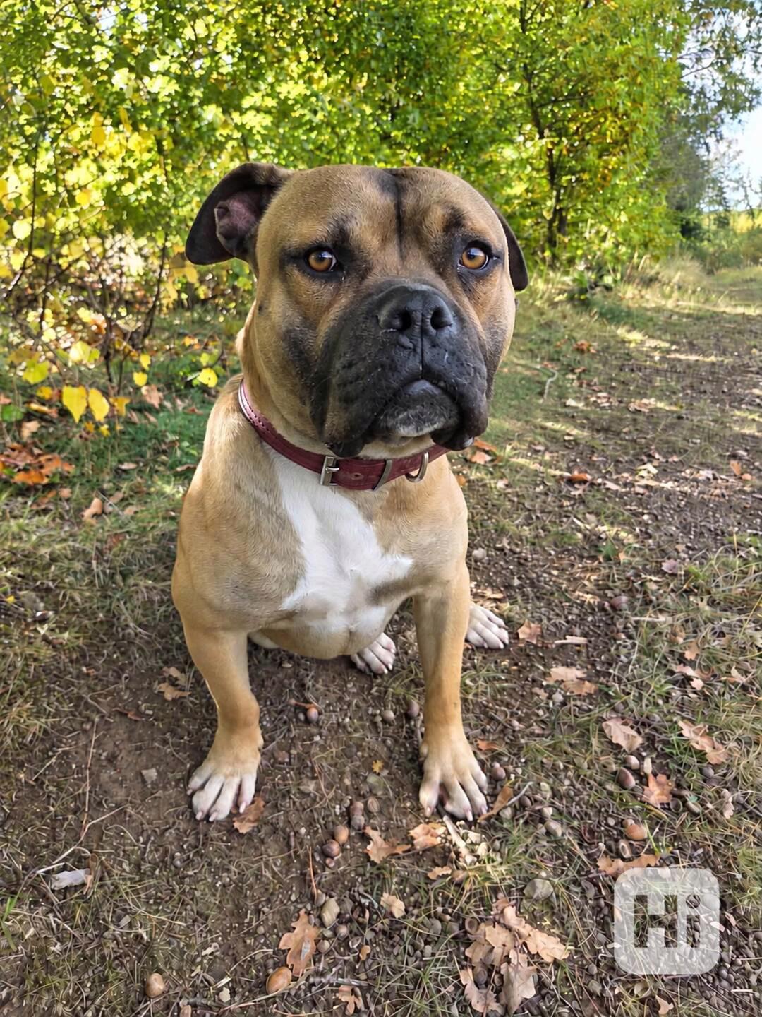 LUKAS - 35 kg, pes 1 rok  - foto 1