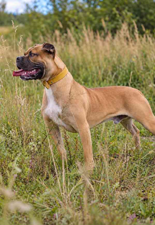 LUKAS - 35 kg, pes 1 rok  - foto 2