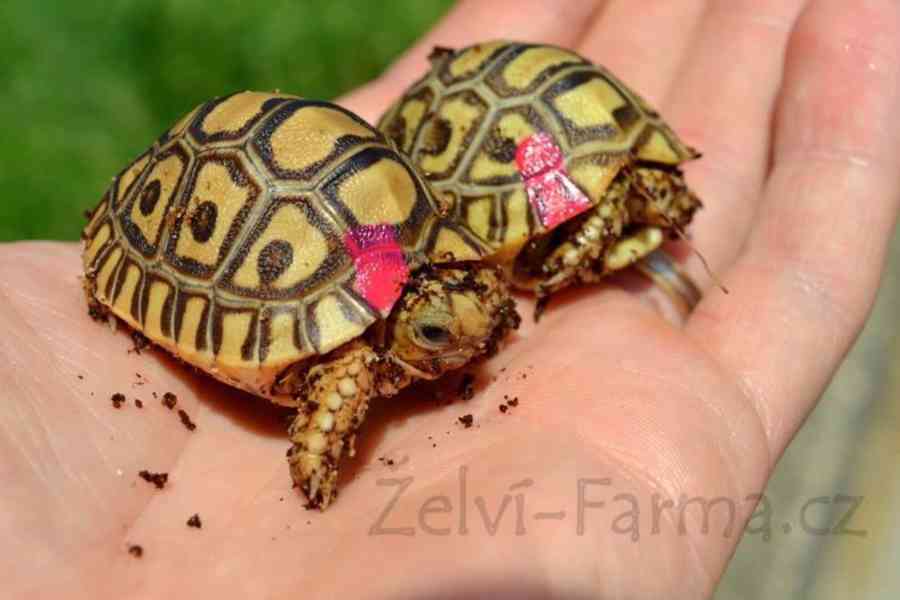 SUCHOZEMSKÉ ŽELVY PARDÁLÍ – vlastní odchov! - foto 2