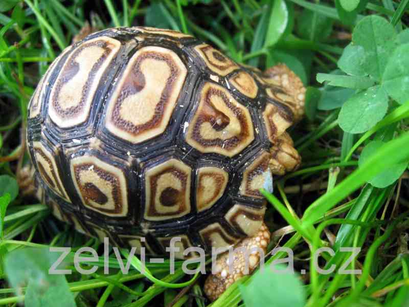SUCHOZEMSKÉ ŽELVY PARDÁLÍ – vlastní odchov! - foto 4