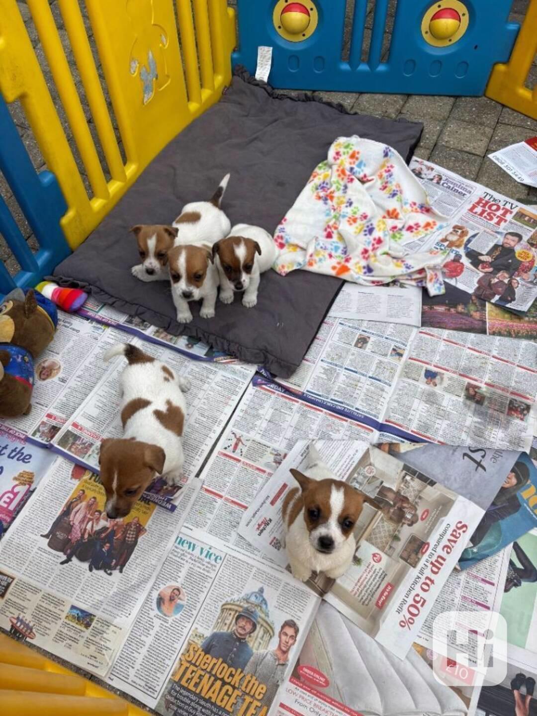 Štěně Jack Russel teriér - foto 1