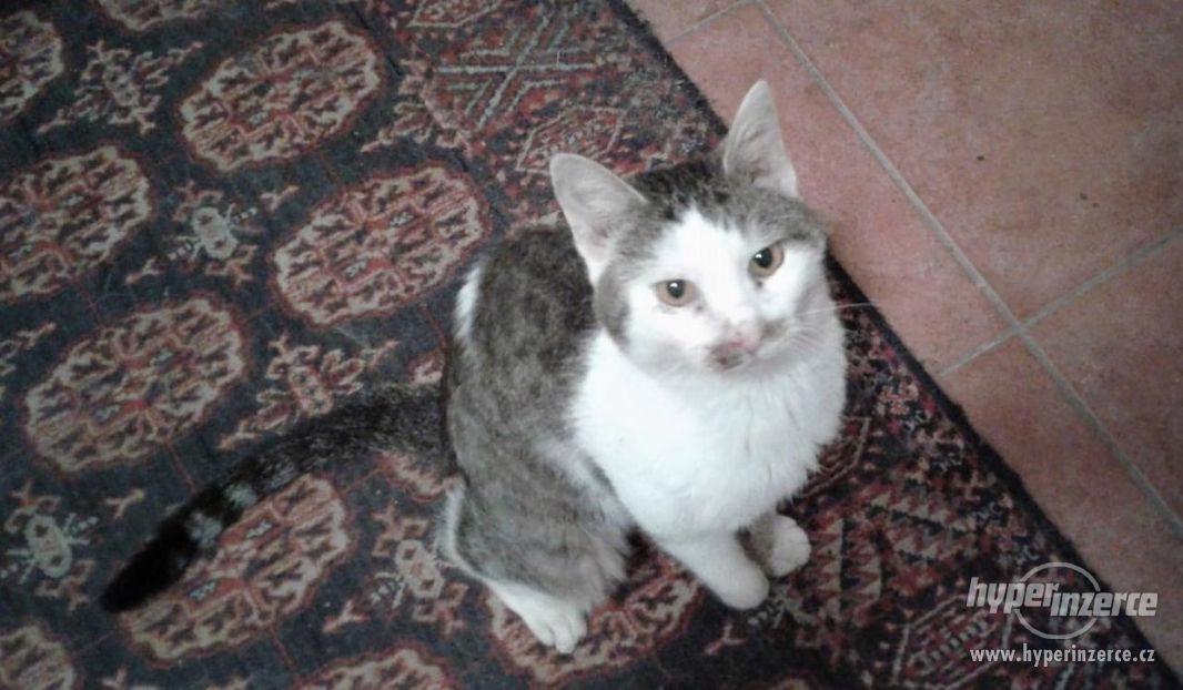 Břéťa z útulku Voříškov - foto 1