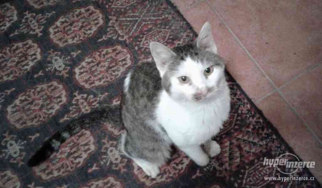 Břéťa z útulku Voříškov - foto 1